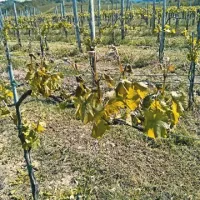 Pozeba je osmodila bri&scaron;ke vinograde