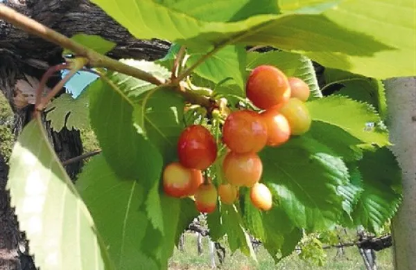 Češnje ponekod na Goriškem že lepo rdečijo