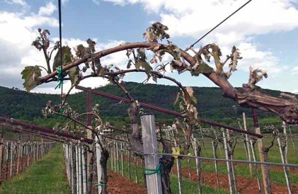 V vinogradih okrog Brestovice pri Komnu je slana v teh dneh osmodila skoraj vse poganjke