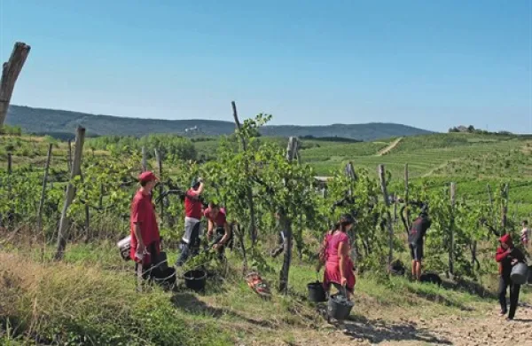 Vipavska klet  nekaterim trgačem še vedno dolguje plačilo za lansko delo v vinogradih 