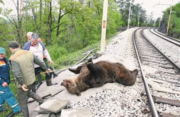 Kapitalni 277-kilogramski medvedji samec je včeraj zjutraj končal ob železniški progi nad Rakitnikom