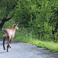 &ldquo;Invazija&rdquo; gamsov na italijanskem Krasu