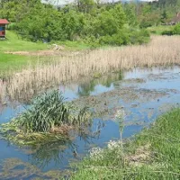 Iz Rakiškega stržena ...