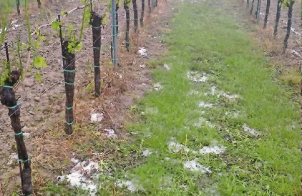Še osem ur po toči so v vinogradu Kristjana Božiča še vedno ležali ledeni kupčki 