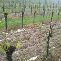 Vinograd je po toči kazal klavrno podobo