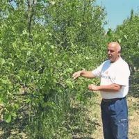 Čeprav so kakiji na videz bujni, so prav vsi nastavki cvetov in plodov obtolčeni, razcefranih je tudi večina listov, ugotavlja Silvano Knez 
