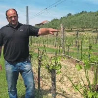 Kristjan Božič kaže, kako visoke so bile že trte in do kod so segali njihovi bujni listi, ki so končali razcefrani na tleh