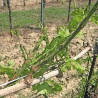V vinogradih, ki jih je zajela toča, je sklestila vse nastavke grozdov