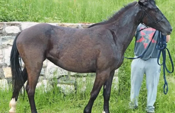 Čigav je konj?