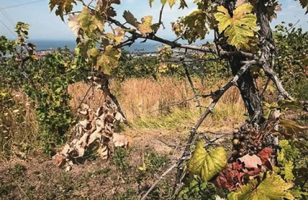 Vlada je na današnji seji sklenila za odpravo posledic škode v kmetijstvu zaradi lanske suše nameniti državno pomoč v višini pet odstotkov ocenjene škode, kar znaša 5,3 milijona evrov