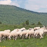 Paša drobnice  na Kraškem robu