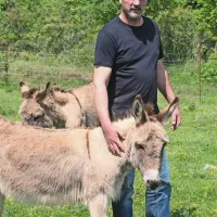 Iztok Trček ima tako dalmatinske (na fotografiji) kot istrske osle