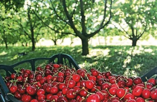 Na Primorskem bo letošnja letina češenj povprečna