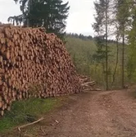 Cene lesa so tako padle, da se prodaja skoraj ne splača 