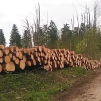 Cene lesa so tako padle, da se prodaja skoraj ne splača