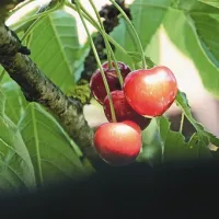 Prvim letošnjim  češnjam se bo morala Debora odpovedati