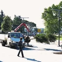 V Kopru palme niso več &ldquo;in&rdquo;