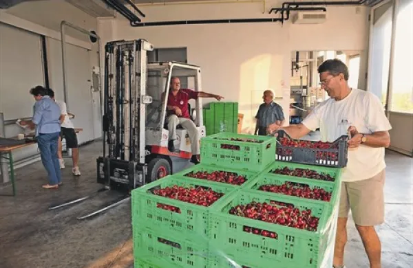  V Polaviju računajo, da bodo letos v Brdih in Vipavski dolini odkupil 50  do 60 ton češenj