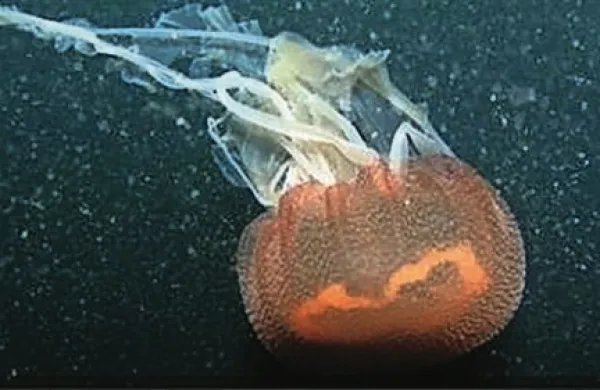 V Tržaškem zalivu so biologi, kot kaže,  odkrili novo vrsto meduze