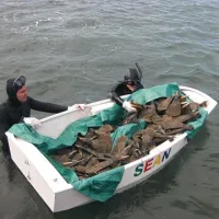 Potapljači so leščurje izpulili, jih naložili na čoln in prepeljali na območje zunaj kopališča, kjer so jih v globlji vodi spet vtaknili v tla