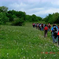 Nedavni pohod med narcisami -  pot narcis na območju nad Rakitovcem in Zazidom
