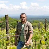 Iz vinograda  v Ivanjem gradu Vasja Čotar vidi celoten Kras