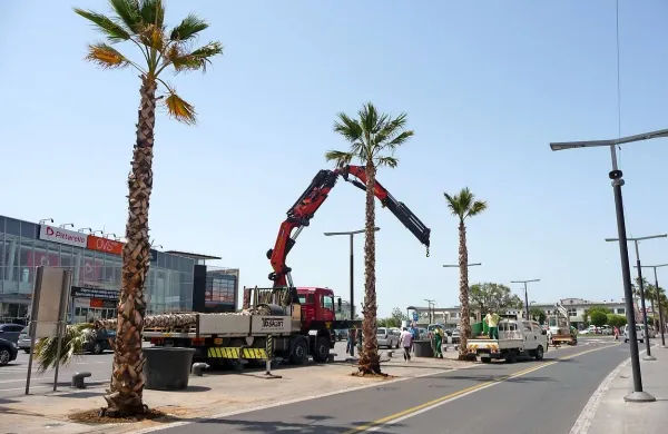 Včeraj so ob Pristaniški ulici zasadili osem palm, devet pa še na Cankarjevi ulici. S temi dodatnimi 17 floridskimi velikankami naj bi bilo konec s sajenjem tropskega rastja, ki se je v zadnjih letih izkazalo za zelo občutljivo in povsem neprilagojeno