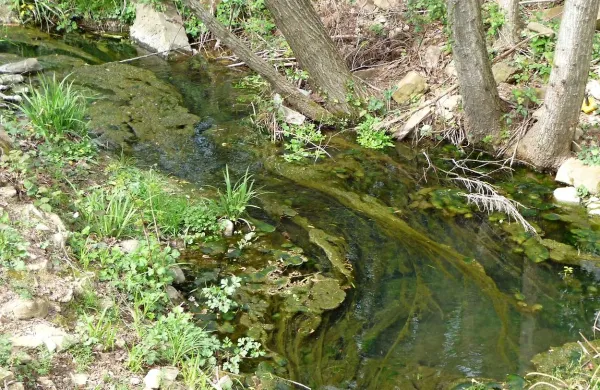 Iz Škofijskega potoka že nekaj časa zaudarja po fekalijah, zelene alge pa so se ponekod tako razrasle, da se že vlečejo po vsej strugi