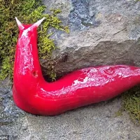 Poleg običajnih &scaron;e rdeči polži