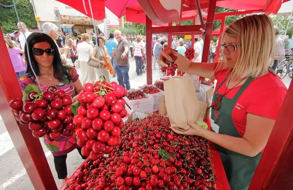 Letošnji praznik češenj, ki se z večjimi in tradicionalnimi prireditvami začenja konec tega tedna, bo vrhunec doživel prvi junijski vikend