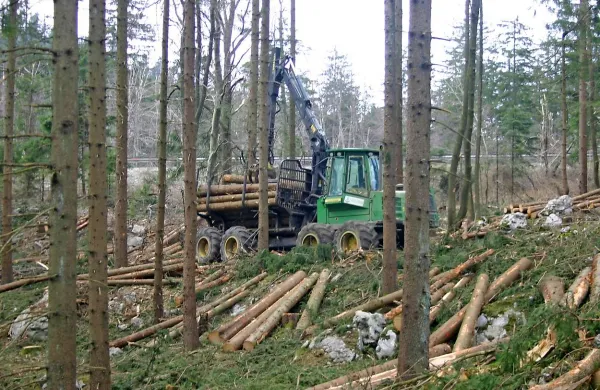 Postojnska enota Zavoda za gozdove je rok za sečnjo od žleda poškodovanih iglavcev podaljšala do 20. marca prihodnjega leta 
