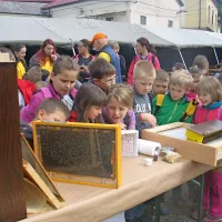 Učenci bistriških osnovnih šol so si v sklopu naravoslovnega dne v petek z  zanimanjem ogledali prikaz čebelarskih opravil
