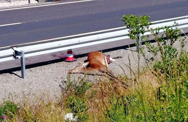 Minuli konec tedna je pod kolesi na avtocesti v bližini Rodika tragično poginila mlada košuta, ki naj bi jo, tako ocenjujejo lovci, preganjali volkovi

