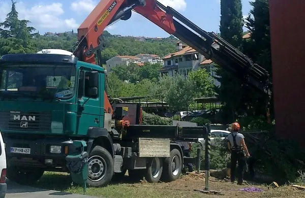 Včeraj  so v Ankaranu  padle še tri cedre, njihovo odstranitev so naročili  stanovalci blokov na Cahovi ulici
