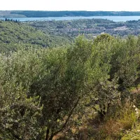 Oljčnik na Mali sevi s pogledom na Piranski zaliv, Sečo in Savudrijo