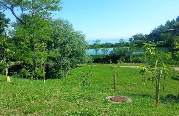 Drevesa v Fiesi 