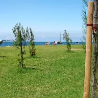 Mlada drevesa na Seči 