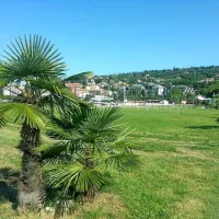 Na portoroški centralni plaži so posadili 40 avtohtonih palm