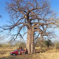 Mali fiat uno   pod mogočnim baobabom sredi afriške savane