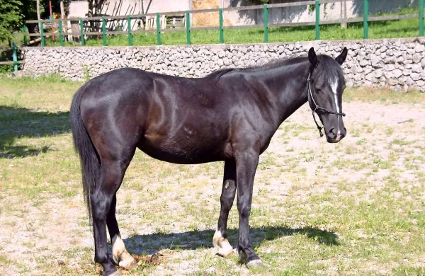 Divja duša bo kmalu našla svoj novi dom v čredi družine Carboni v Bazovici 