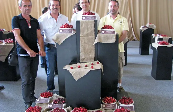 Priznanja za najdebelejše češnje    je podelil Rajko Črv s KGZ Nova Gorica (skrajno levo). Razdelili so si jih (z leve) Bogdan Slokar (2. mesto), Anton Košuta (1. mesto) in   Ervin Čermelj (3. mesto).
