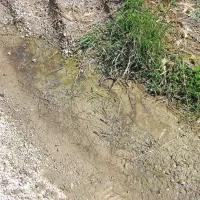 Luža je poleti manjša, a ne presahne, iz nje pa se širi smrad 