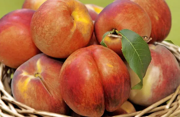 Med živili, ki so vsebovala ostanke pesticidov nad dovoljeno mejo, so se znašle breskve, solata, koleraba, pomaranče in paprika, sporočajo iz   Zveze potrošnikov Slovenije