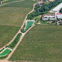 Prvi paradižnik s Purissime