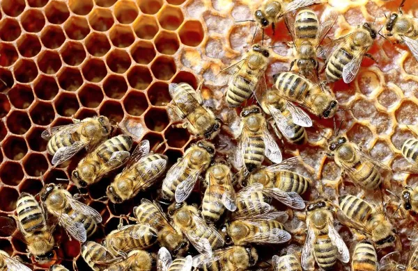 Letos se obeta manj kot  četrtina običajne letine medu 
