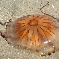 Kompasna meduza 