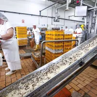 Delamaris jemlje slovo, prve stroje so že ustavili