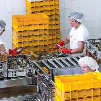 Delamaris jemlje slovo, prve stroje so že ustavili