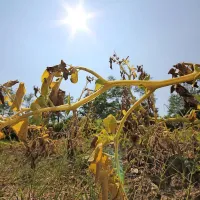 Očitno se bomo morali takšnih prizorov navaditi. Poleti  sonce žge izsušeni krompir ...
