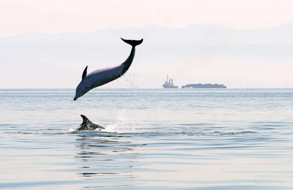 Hrvati na območju Kanegre načrtujejo gradnjo turističnega naselja Istrian Wildlife Resort ter morskega živalskega parka Marine World z delfini, želvami, morskimi levi ...